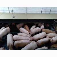 Свинокомплекс реалізовує свиней, поросят та напівтуші