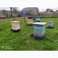 Продам бджолосім’ї - карпатка, 24шт(з вуликами, нові)