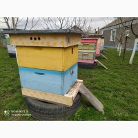 Продам бджолосім’ї - карпатка, 24шт(з вуликами, нові)