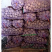 Продам домашню картоплю сорт МЕЛОДІ