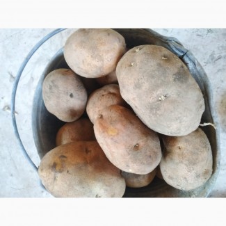 Продам домашню картоплю (сорт бела роса) 5 грн