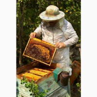 Продам бджолину сім#039;ю