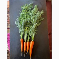 Продам свіжу моркву 100кг
