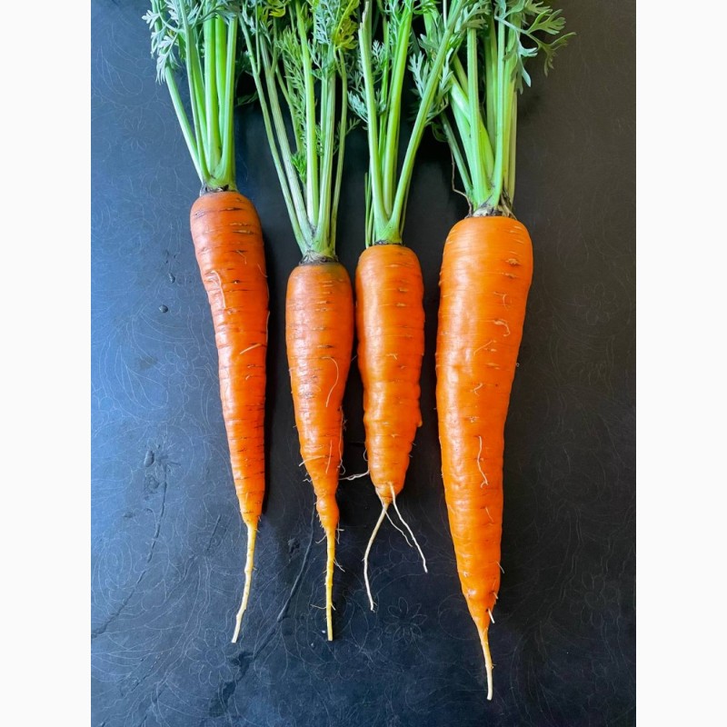 Фото 2. Продам свіжу моркву 100кг
