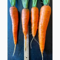 Продам свіжу моркву 100кг