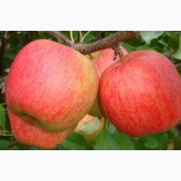 Продам яблука сорту Чемпіон, Рубін, Глостер, Джеромін, Голден 2023 року