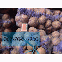 Продам еко-картошку Славянка, Київський світанок без парші і дротянки
