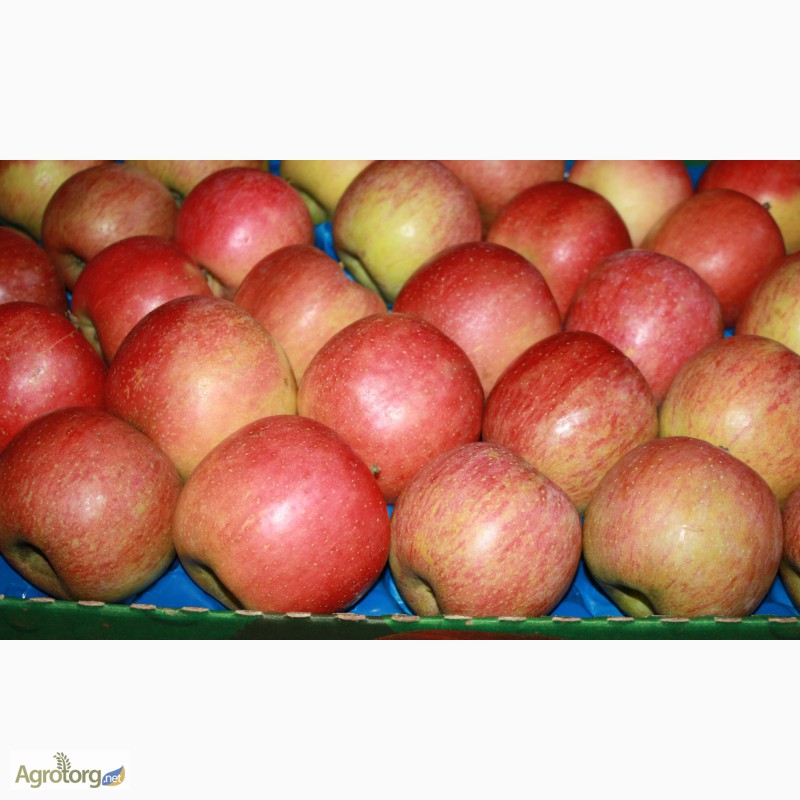 Фото 3. Продам яблоко украинское высшего качества от производителя