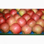 Продам яблоко украинское высшего качества от производителя