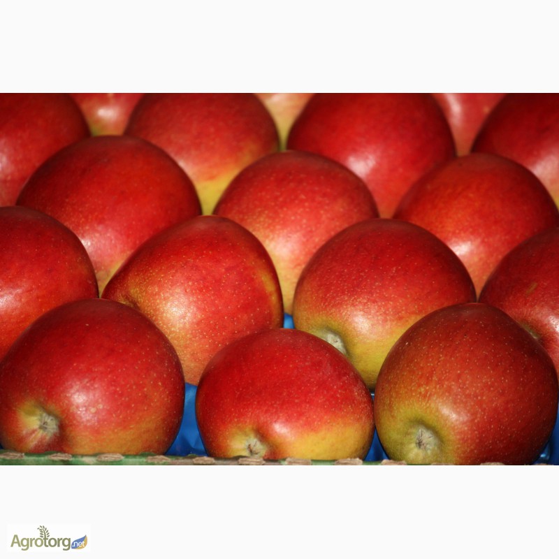 Фото 5. Продам яблоко украинское высшего качества от производителя