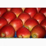 Продам яблоко украинское высшего качества от производителя