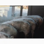 Продажа свиней
