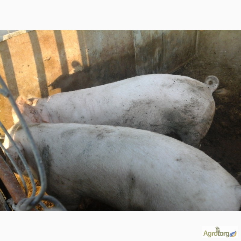 Фото 3. Продажа свиней