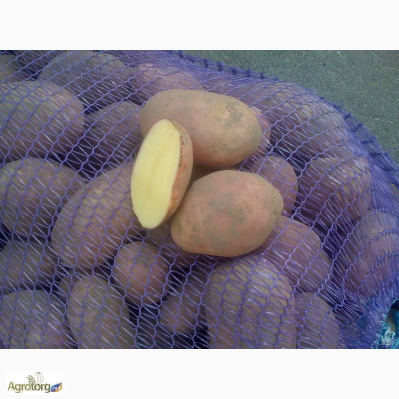 Фото 2. Продам насіннєву картопля. Різних сортів
