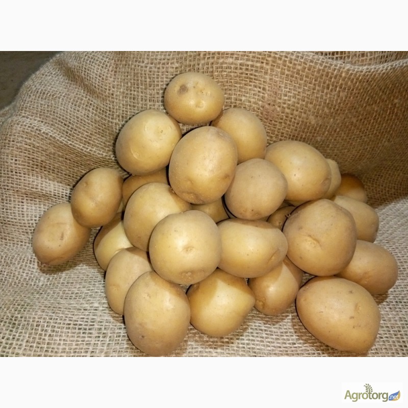 Фото 3. Продам насіннєву картопля. Різних сортів