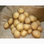 Продам насіннєву картопля. Різних сортів