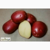 Семенной картофель Рокко 3кг.сетка