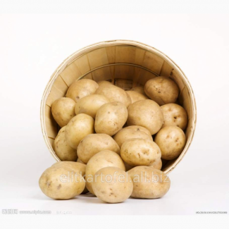 Продам єлит картофель
