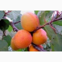 Продам саджанці абрикоса Маріупольський ранній