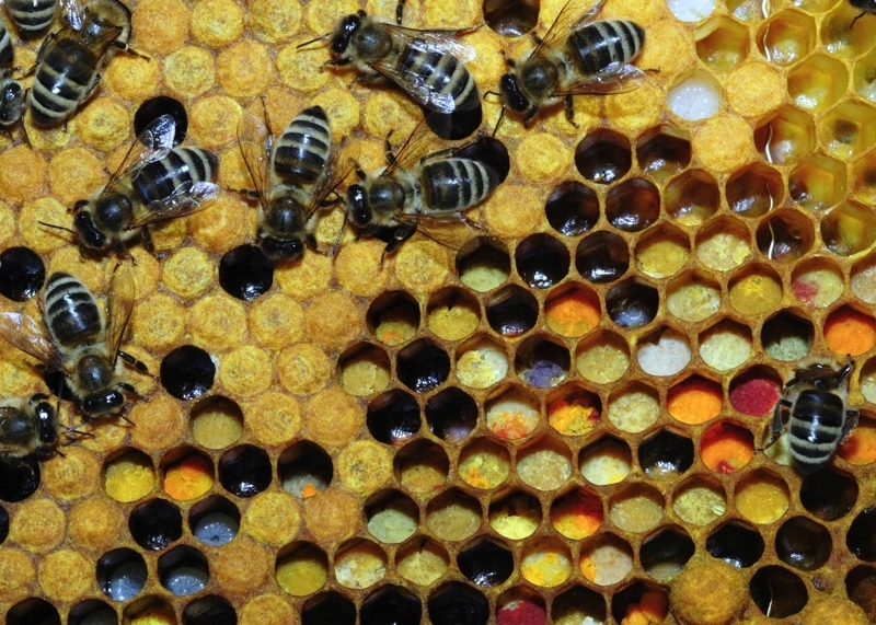 Продам бджіл (пчелы) КИЇВ