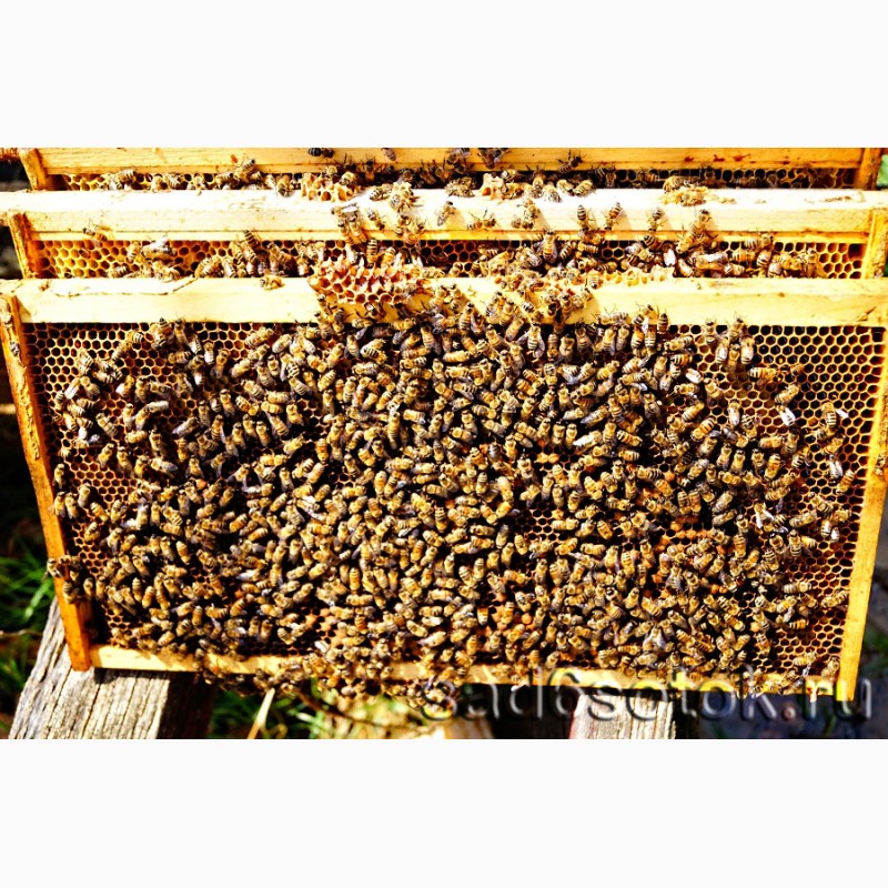 Фото 2. Продам бджіл (пчелы) КИЇВ