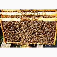 Продам бджіл (пчелы) КИЇВ
