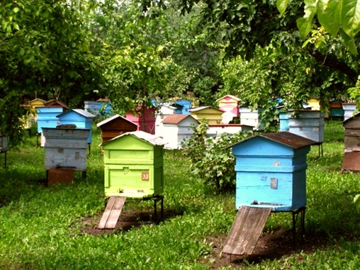 Фото 3. Продам бджіл (пчелы) КИЇВ