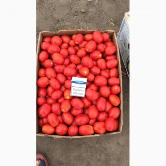 Продаем помидор грунтовой с поля, оптом