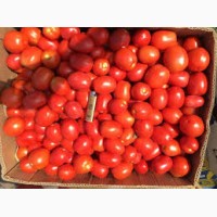Продаем помидор грунтовой с поля, оптом