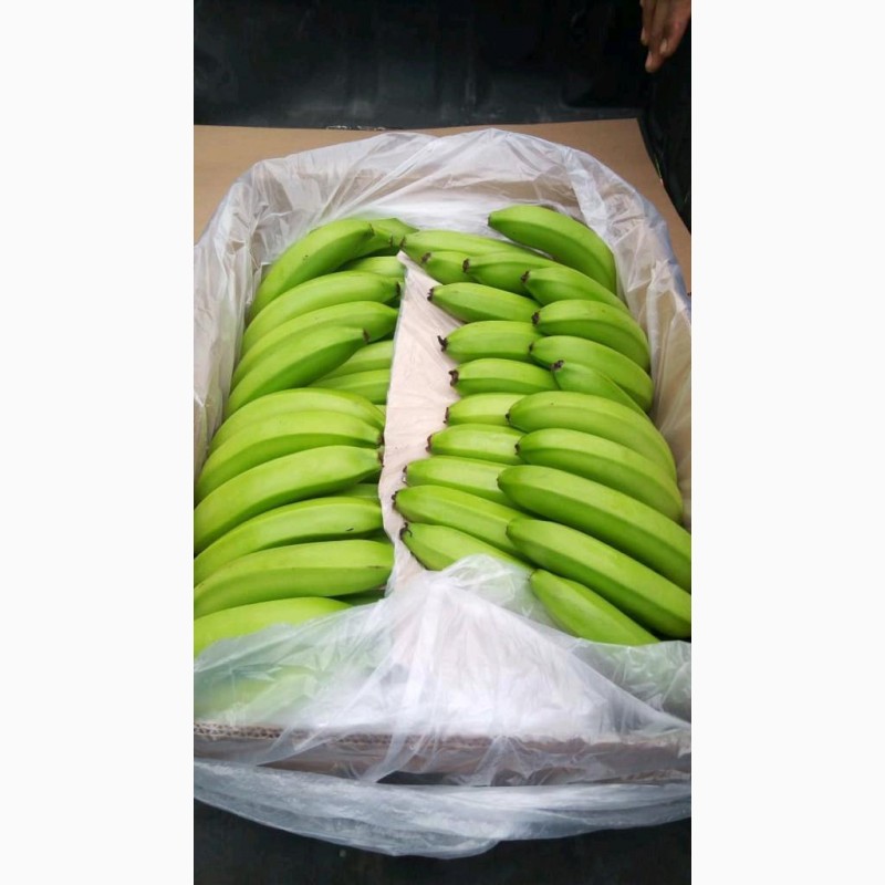 Фото 3. Есть покупатели бананов от производителей и импортеров