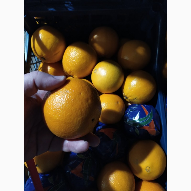 Фото 4. Апельсин та Грейфрут (грейпфрут) від імпортера / грей (грейпфрут) и апельсин от импортера