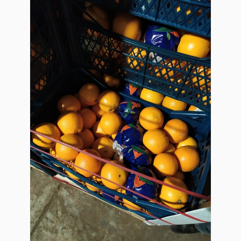 Фото 5. Апельсин та Грейфрут (грейпфрут) від імпортера / грей (грейпфрут) и апельсин от импортера