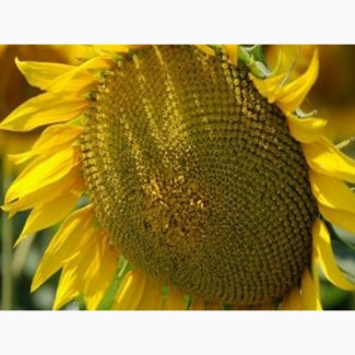Насіння соняшника - КАРАТ (гранстаростійкий соняшник) + безкоштовна доставка по Україні