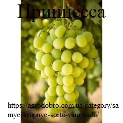 Фото 5. Самые крупные привитые саженцы винограда Сфинкс, Анюта, Олигарх, Принцесса