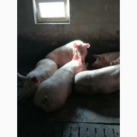 Продам свині беконного напрямку