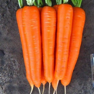 Продажа моркови оптом
