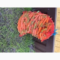 Продам морковь (болтекс, виталонга, витаминная, Аленка)