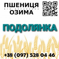 Семена пшеницы озимой Подолянка от производителя в Харьковской области - Агротрейд