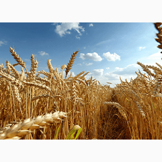 Продам посевной материал озимой пшеницы Зимница суперэлита Краснодарская селекция