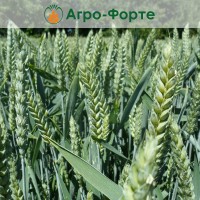 Озима Пшениця ФАУСТУС (І Репродукція)