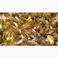 Бджолині матки бакфаст f1 (бджоломатки, пчеломатки)