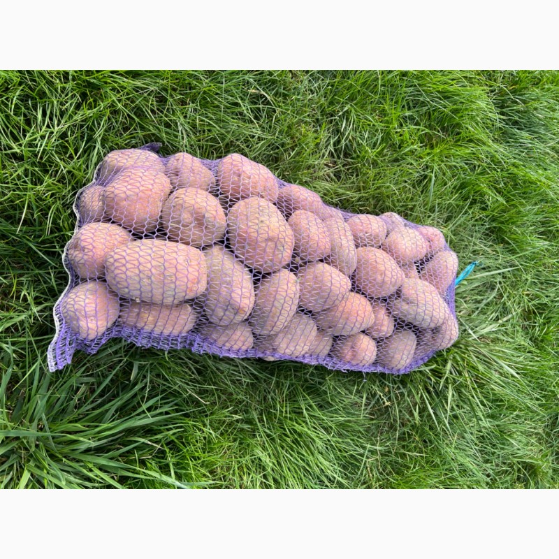Фото 3. Продам картопля, картофель, бульба «Рів‘єра», «Беллароза», «Раномі»