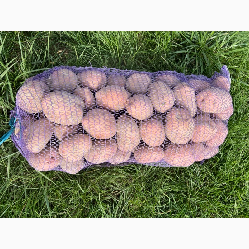 Фото 4. Продам картопля, картофель, бульба «Рів‘єра», «Беллароза», «Раномі»