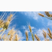 Продам насіння озимої пшениці Оспі пріор