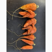 Морква на переробку