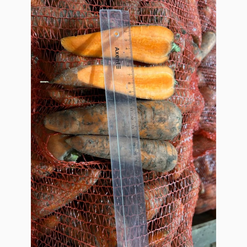 Фото 7. Овочі -картопля, морква, капуста, пекінська капуста, яблуко, порей, Дніпро
