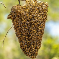 Бджолосім#039;ї продам