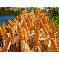 Продам кукурудзу 1000 тонн, Черкаська обл, Драбів