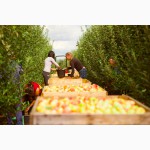 ФГ Ранет (Закарпаття) реалізовує яблука елітних сортів, урожай 2015 року