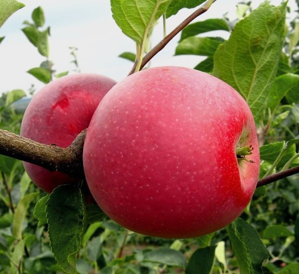 Фото 11. Продам товарные яблоки 80 тонн